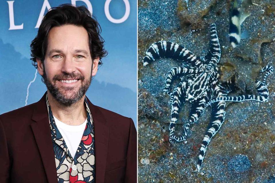 <p>Pablo Cuadra/Getty; National Geographic/Youtube</p> Paul Rudd (left) and a shot of a mimic octopus featured in National Geographic