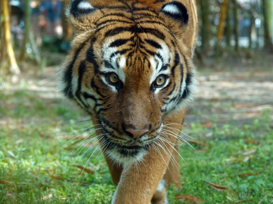 Eko, Malaysian Tiger