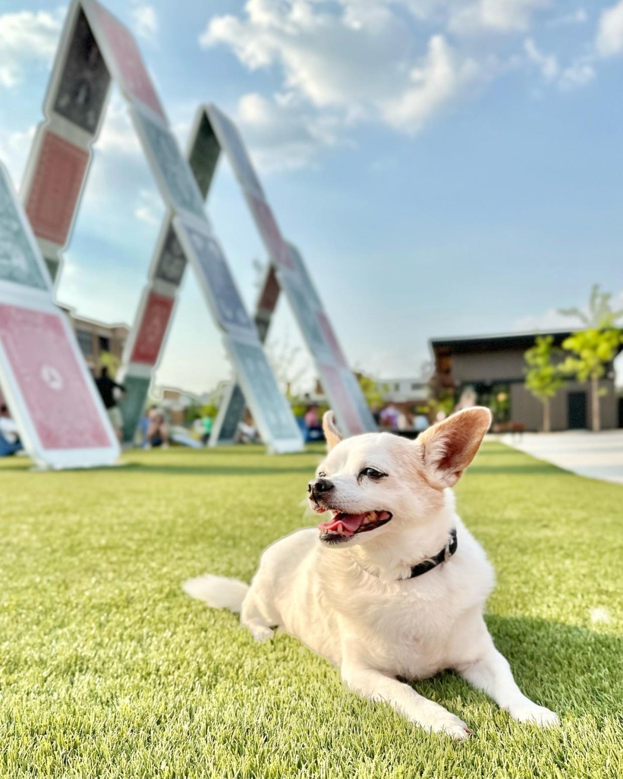 Summer Pup Fest takes place Saturday at Factory 52. The event features dog-centric activities, including a talent show, raffles, shopping and a pup crawl.