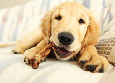 The 13 Best and Safest Chew Toys for Teething Puppies