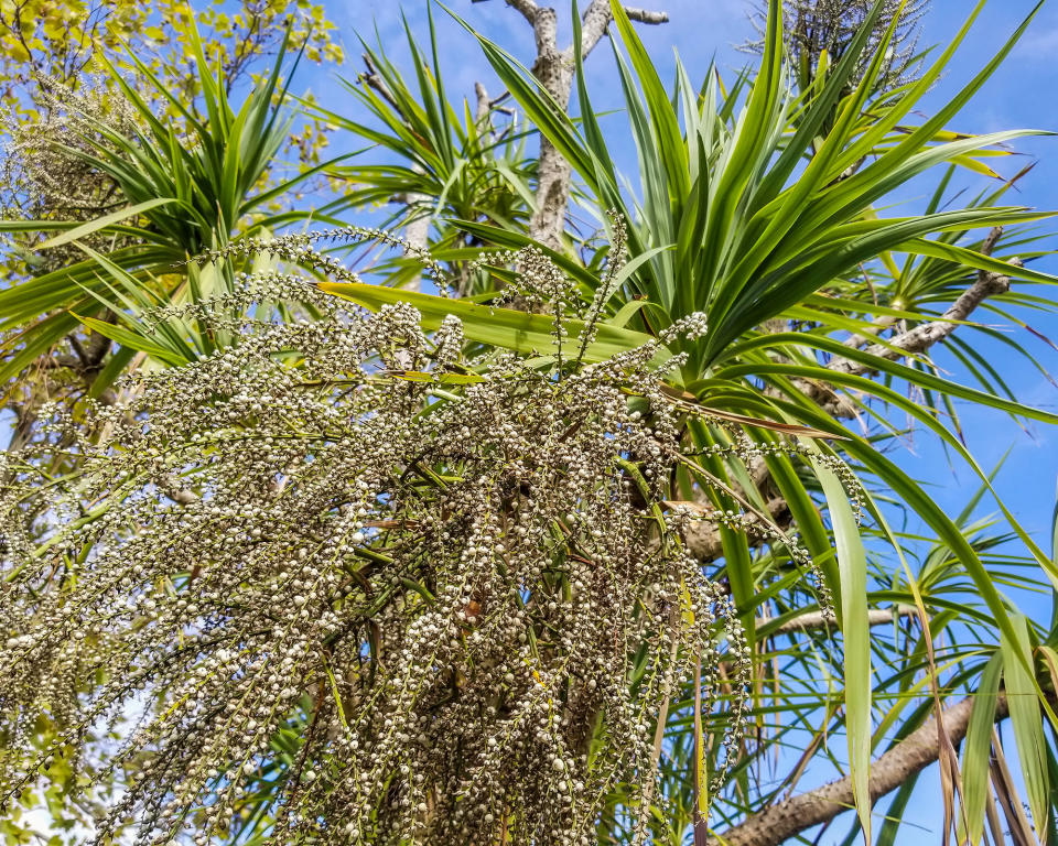 CORDYLINE AUSTRALIS (CABBAGE PALM)