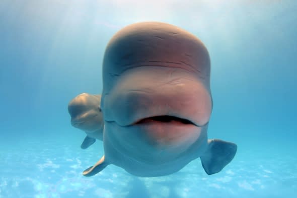 cute beluga whale