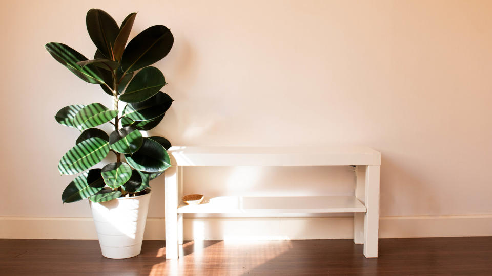 A rubber plant next to a TV stand
