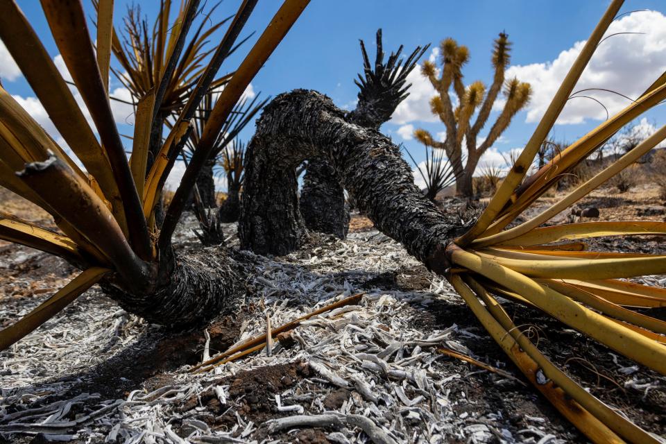 Burned landscape with Joshua Trees damaged from the York Fire in the Mojave National Preserve on Tuesday, Aug. 1, 2023, in Nipton, Calif. The York Fire was partially contained by Tuesday morning after the blaze ignited Friday in a California wildland preserve and spread into Nevada. (AP Photo/Ty O'Neil)