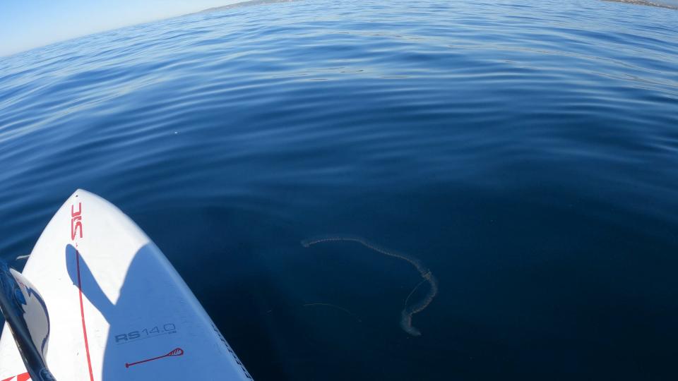 In this Jan. 31, 2023 photo, a sea salp is just visible beneath the surface of waters off the coast of Dana Point in Southern California. The creature was spotted by Bill Clements as he was solo paddleboarding.