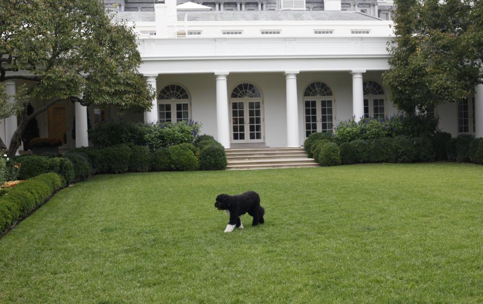 FILE - In this Oct. 11, 2011, file photo Bo, the Obama family dog, walks in the Rose Garden of the White House in Washington. Former President Barack Obama’s dog, Bo, died Saturday, May 8, 2021, after a battle with cancer, the Obamas said on social media. (AP Photo/Pablo Martinez Monsivais, File)