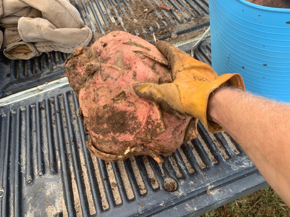 Neal Ryder of Cheatham County grew a 22.6-pound sweet potato.