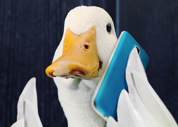 White duck with yellow beak holding blue cellphone in a wing.