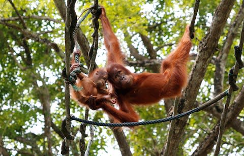 Sumatran orangutan - Credit: Getty