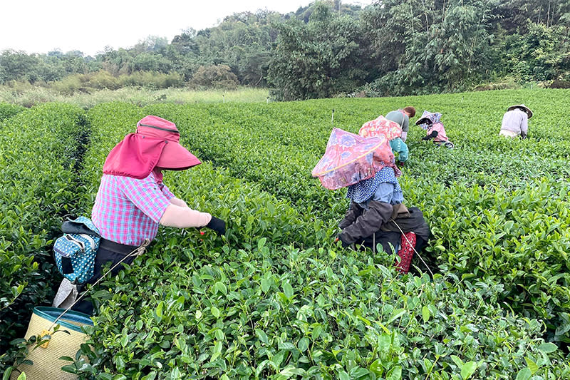 由茶時間-賣茶葉/茶農兼製茶師的分享天地提供