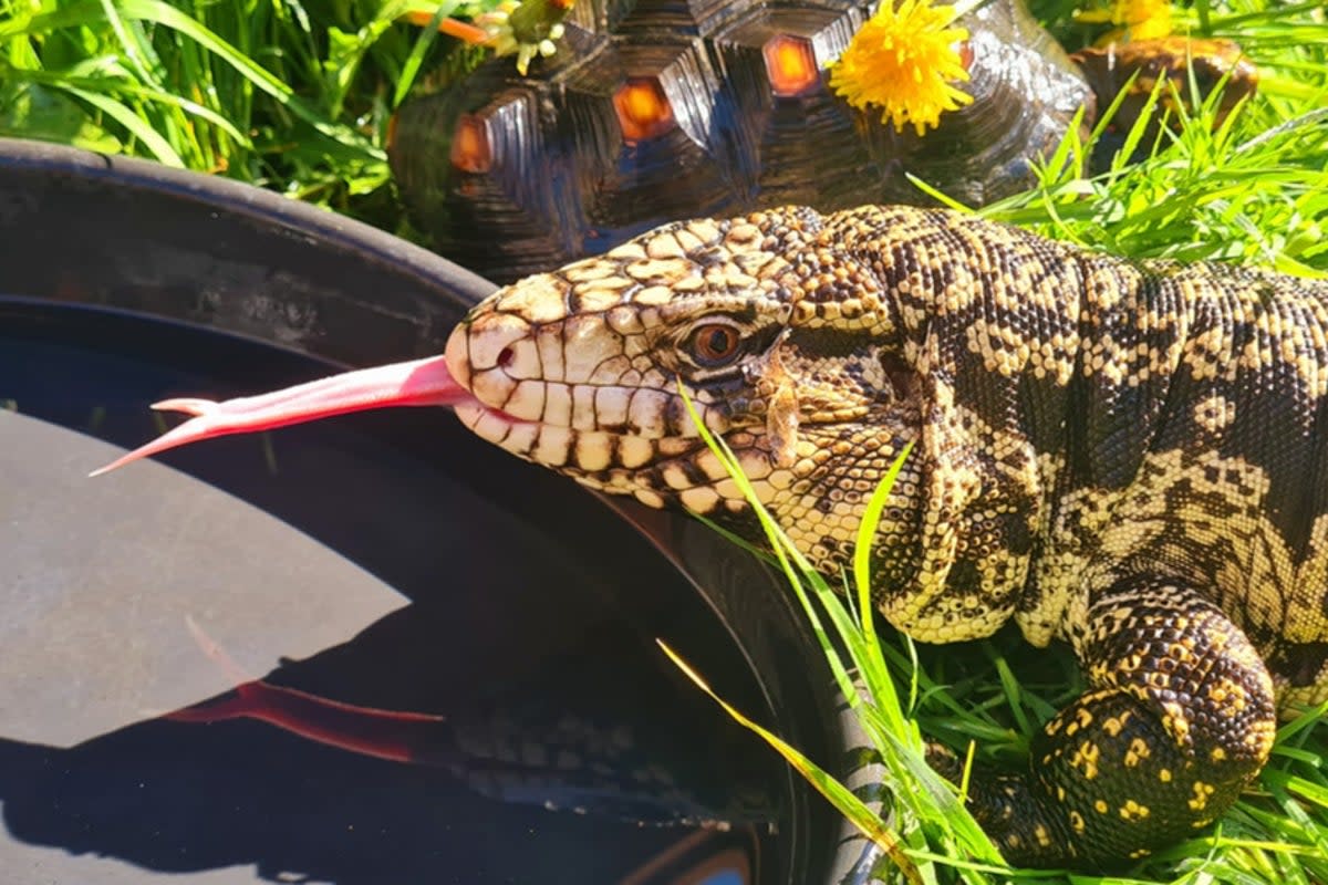 Echo the lizard is four-foot long and escaped on Sunday (Pet Encounter Cumbria)