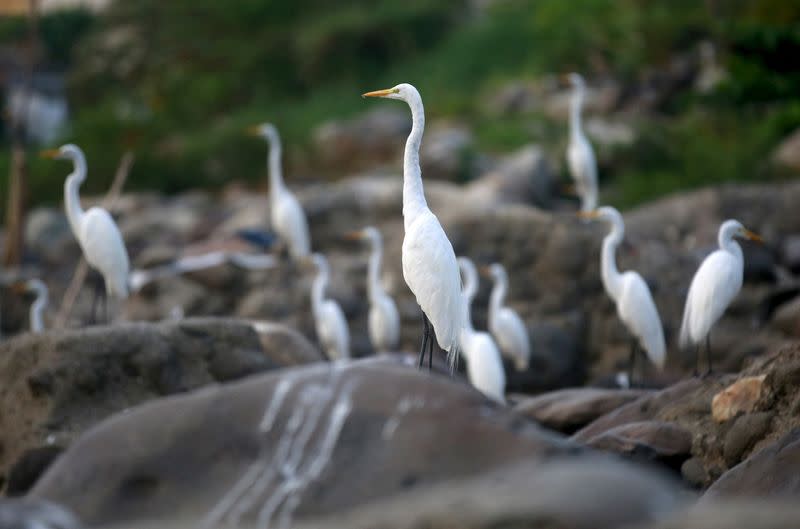 FILE PHOTO: Herons stand on rocks that were once covered by the waters of the Magdalena river, the longest and most important river in Colombia, in the city of Honda
