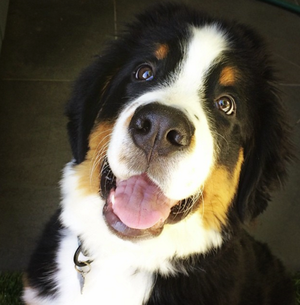 <p>Mike Krieger, co-founder of Instagram, has an adorably fluffy Bernese Mountain dog named <a rel="nofollow noopener" href="https://www.instagram.com/junopup/" target="_blank" data-ylk="slk:Juno;elm:context_link;itc:0;sec:content-canvas" class="link ">Juno</a>. (Instagram / Junopup) </p>