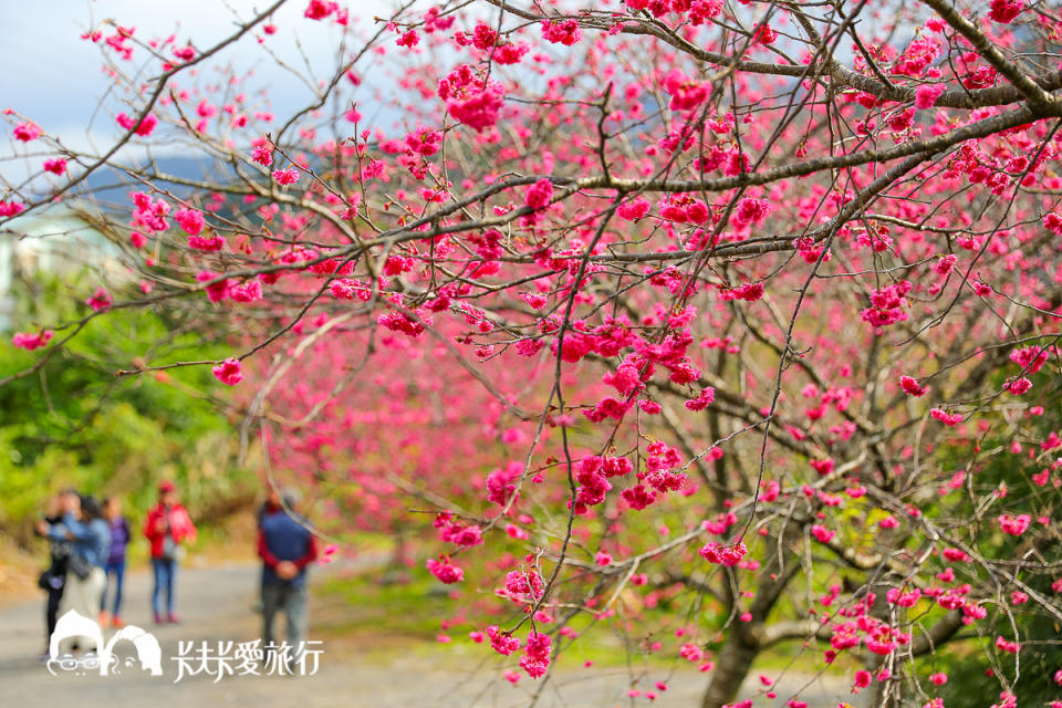 宜蘭10處賞櫻秘境