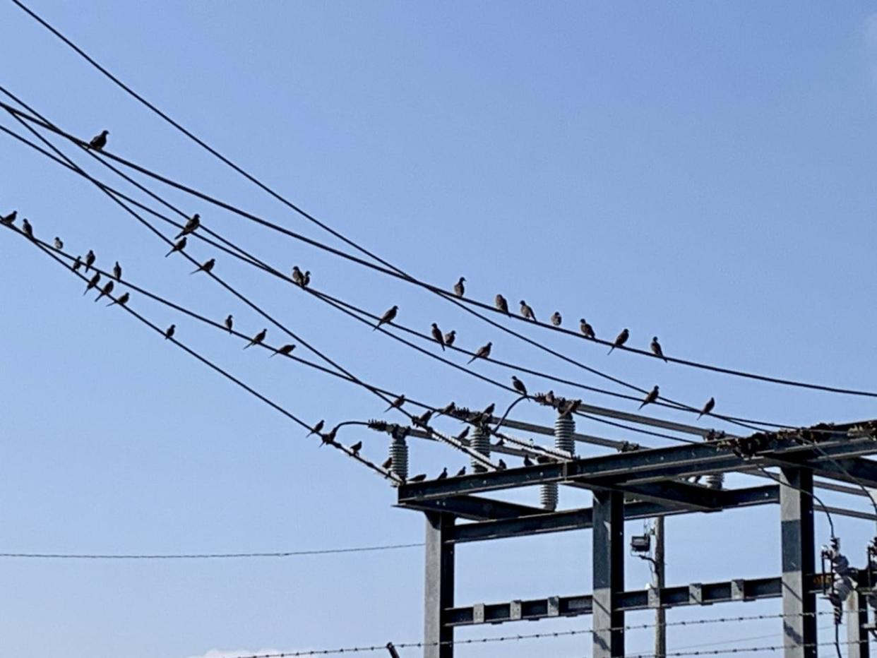 Birds are often seen perching together on electric power lines. Here's why.