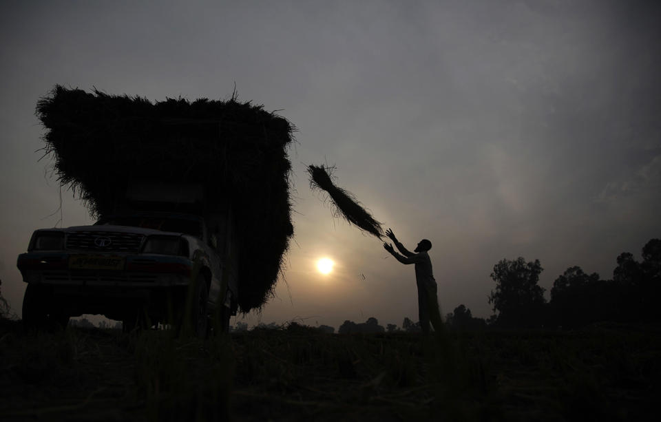 Harvest in India