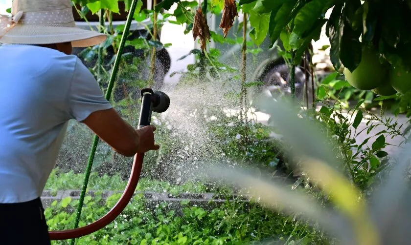 A woman waters her garden in Los Angeles on August 18, 2022. - Residents and businesses in Los Angeles County, and surrounding San Bernardino and Ventura Counties, have had to limit outdoor water usage since June 1 to one or two days a week due to ongoing drought water restrictions. (Photo by Frederic J. BROWN / AFP) (Photo by FREDERIC J. BROWN/AFP via Getty Images)