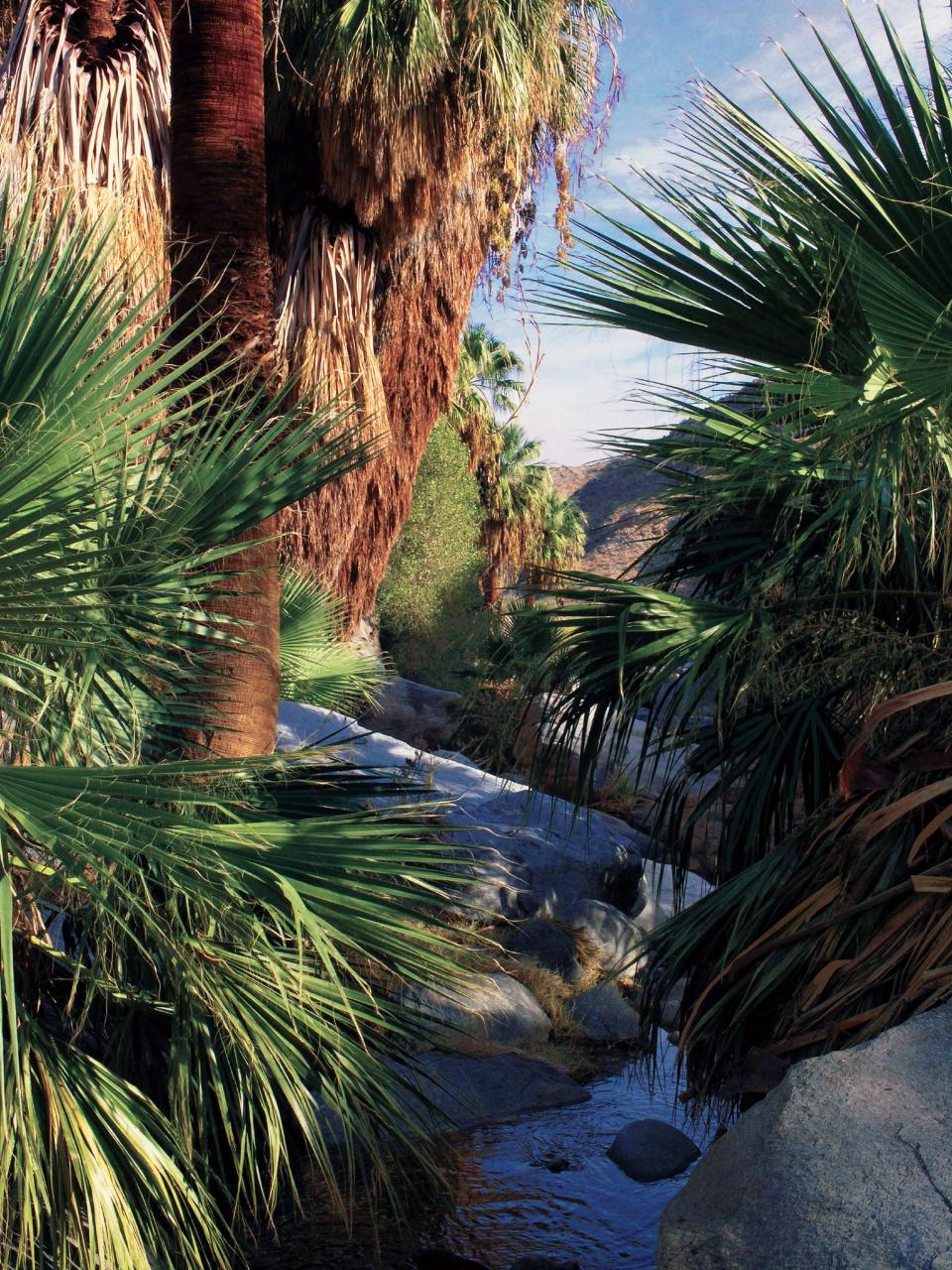 Lower Palm Canyon