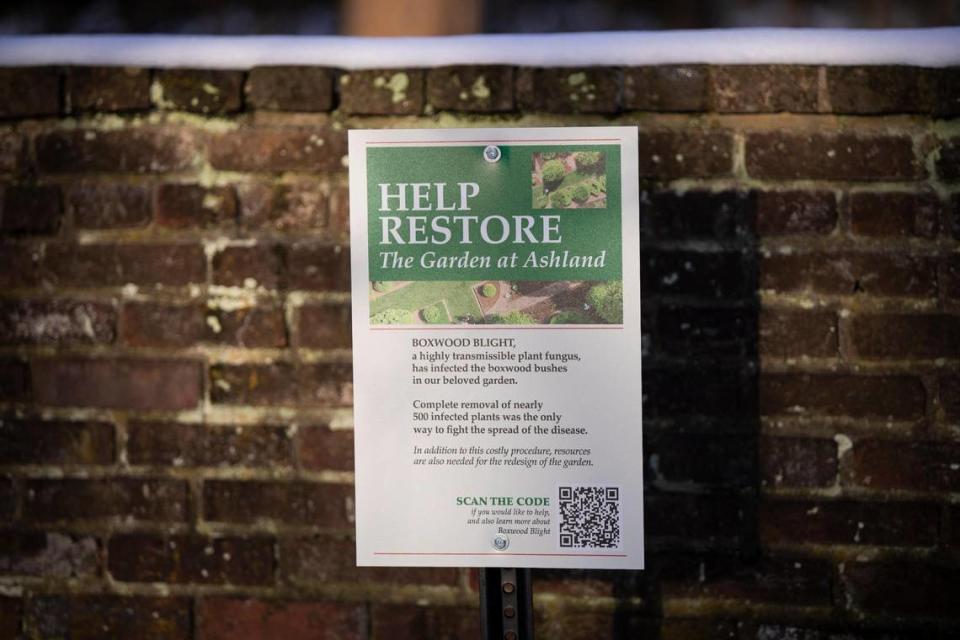 Signs with information about the closure of the Formal Garden, since October because of blight affecting the Boxwoodsin the garden at Ashland, the Henry Clay Estate in Lexington, Ky., Tuesday, January 18, 2022. Nearly 500 boxwoods have now been removed.