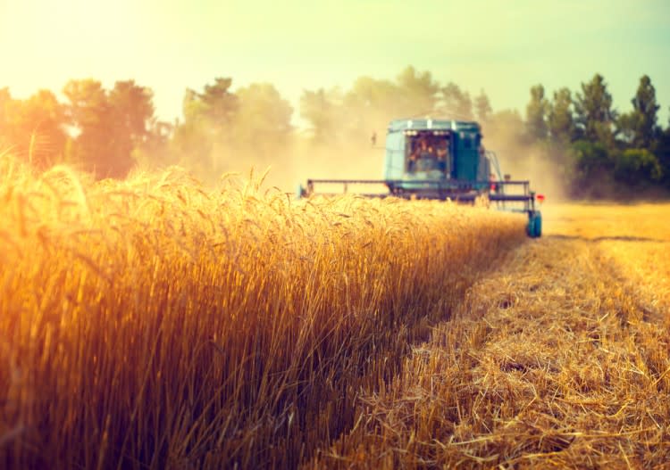harvester, harvesting, harvest, barley, grain, tractor, field, farming, heartland, sunset, bread, rye, ripe, dust, grow, agriculture, swath, yellow, peasant, growing, ears,
