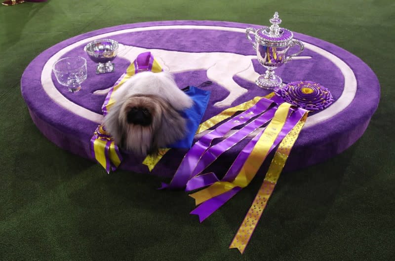 The 145th Westminster Kennel Club Dog Show at Lyndhurst Mansion in Tarrytown, New York