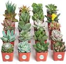 <p><strong>Shop Succulents</strong></p><p>amazon.com</p><p><strong>$32.64</strong></p><p><a href="https://www.amazon.com/dp/B018WLMXG2?tag=syn-yahoo-20&ascsubtag=%5Bartid%7C2141.g.29518657%5Bsrc%7Cyahoo-us" rel="nofollow noopener" target="_blank" data-ylk="slk:Shop Now" class="link ">Shop Now</a></p><p>If she loves plants and flowers (but can't remember to water them!), gift her this collection of mini succulents. They only need to be watered once a week and require partial sunlight.</p>