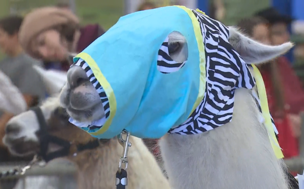 Llamas in costume compete for prize money at Norfolk County Fair