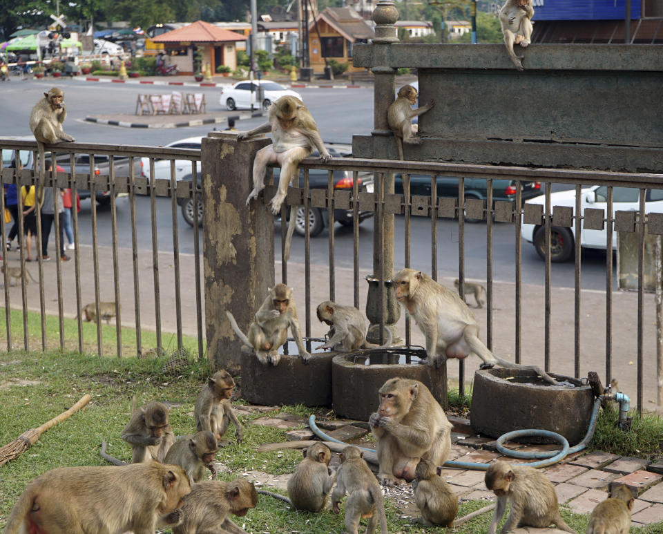 This March 16, 2019 photo shows local monkeys gathering at Phra Prang Sam Yot temple in the center of Lopburi town, known as Monkey City, in central Thailand. Lopburi, one of Thailand’s oldest cities, boasts Khmer-era temples and the uncrowded ruins of King Narai’s Palace. (AP Photo/Nicole Evatt)