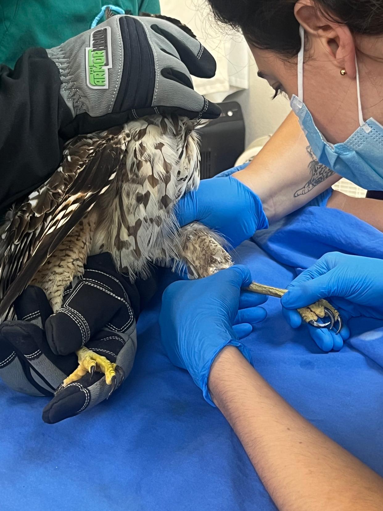 Dr. Maria Passarelli, a veterinarian for Save our Seabirds, treats a red-tailed hawk for suspected rodenticide poisoning.