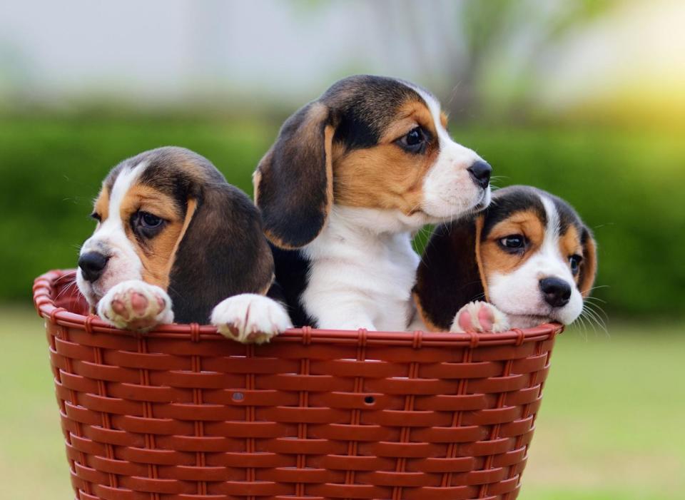 Developed primarily for hunting, the Beagle is now a popular pet with a keen sense of smell. The breed tends to stay healthy, with eye and hip problems only developing in later life. (Photo: Canva/Getty Images)