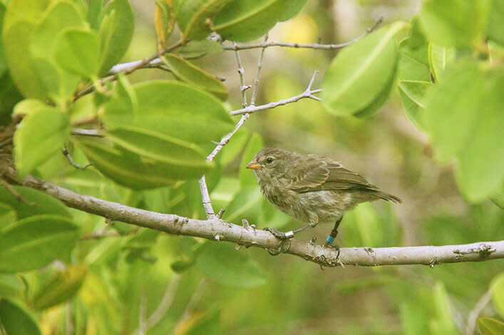 A mangrove finch, a critically endangered species that lives on Isabela Island, Gal&aacute;pagos. (Photo: Charles Darwin Foundation)