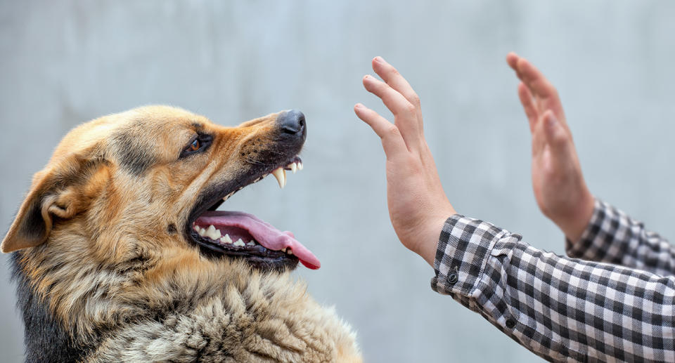 Dogs are just like humans and can experience a range of emotions. Source: Getty Images