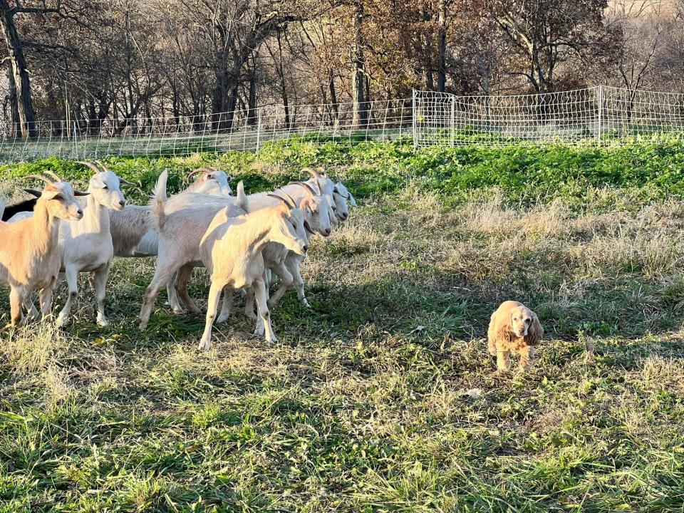 Rekha Basu's cocker spaniel Brandy herds goats in Lovilia in November 2021.