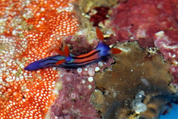 A new species of Nembrotha nudibranch (also known as a sea slug) that was discovered during the California Academy of Sciences' 2011 Philippine Biodiversity Expedition. View more images on LiveScience.com. (Photo credit: Terry Gosliner, California Academy of Sciences)