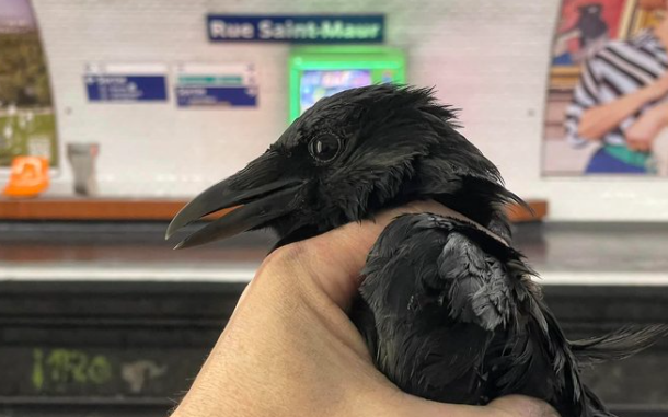 A Paris, la corneille prisonnière d’une station de métro a enfin été libérée (Photo @Jastrow75 les Corneilles baguées parisiennes)