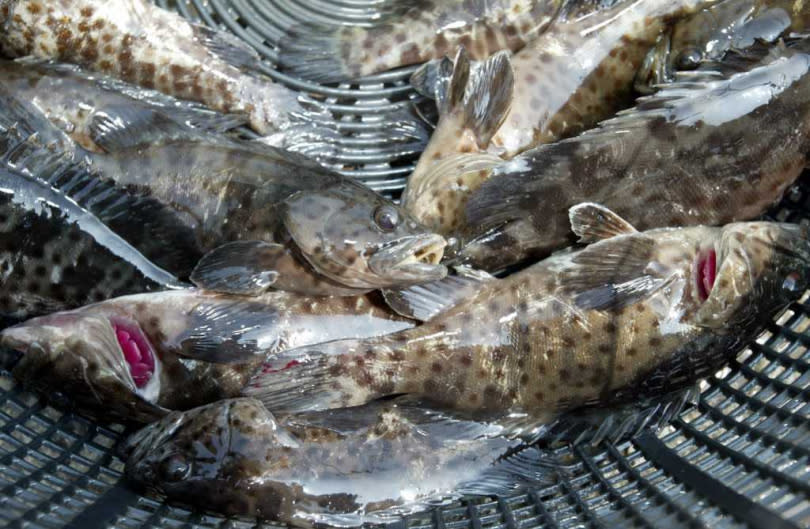 先前石斑魚才驗出禁藥而禁止進口，如今白帶與竹莢則是驗出外包裝有新冠病毒。（示意圖／報系資料照）