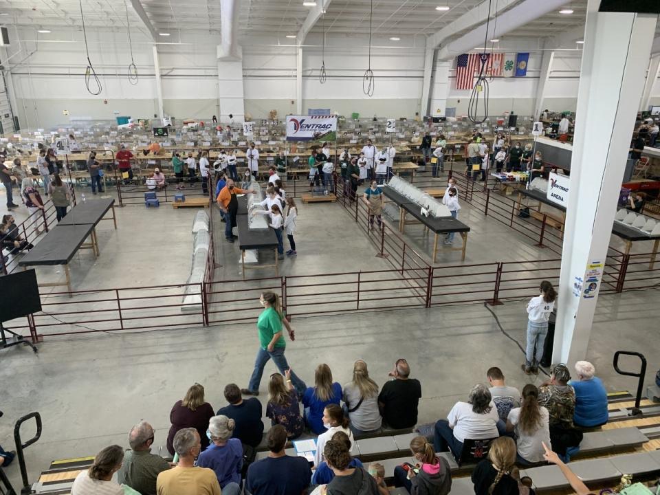 The Junior Rabbit Show in the Event Center kicked off the exhibitions at the Wayne County Fair this year along with the goat show.