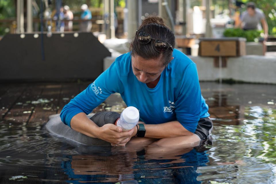 Lisa Smith, animal care supervisor at ZooTampa attempts to bottle feed a manatee calf in early September.