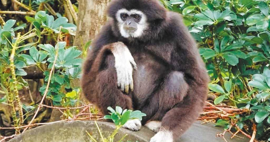 台北市立動物園光今年就已有2隻瀕危保育的「白手長臂猿」遭毒蛇咬死。（圖／台北市議員耿葳提供）