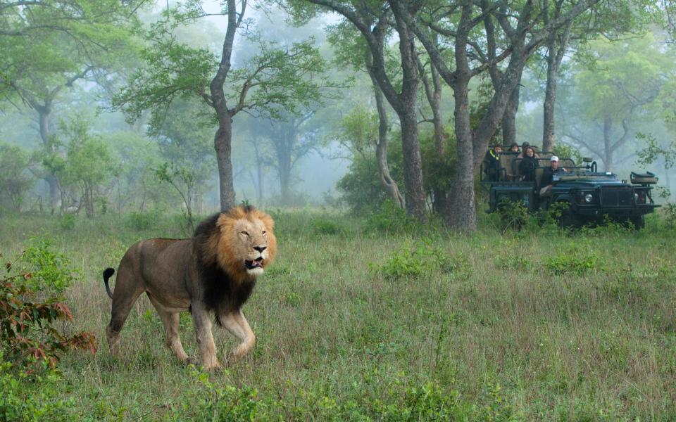 A lion in Kruger National Park - getty