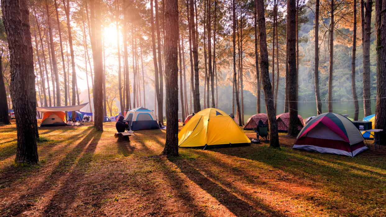  A group of various tents in a forest. 