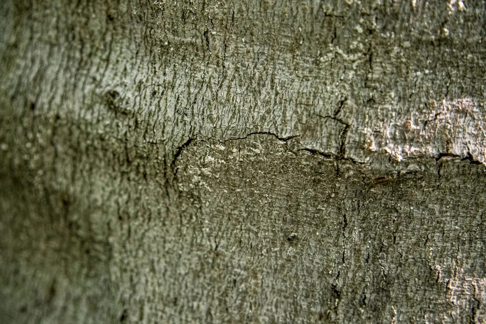 White fuzzy scale insects on the trunk of a beech tree at the Clay Cliffs Natural Area in Leland on Wednesday, August 24, 2022.