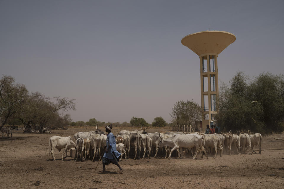 Amadou Altine Ndiaye walks past his cows after arriving at a water tower in the village of Dendoudy Dow in the Matam region of Senegal, Sunday, April 16, 2023. Water towers known as forages have sprung up with government assistance. (AP Photo/Leo Correa)