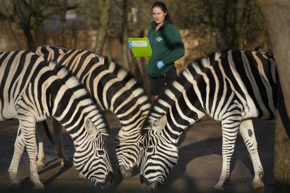 A keeper counts the zebras during the stock take at ZSL London Zoo, in London, Wednesday, Jan. 3, 2024. The conservation zoo is home to more than 300 different species, from endangered Galapagos giant tortoises and Asiatic lions to critically endangered Sumatran tigers – all of which will be logged and recorded as part of the zoo's annual license requirement. (AP Photo/Kirsty Wigglesworth)