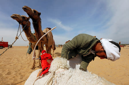 Mohamed Mostafa, a Bedouin breeder, fixes a robot jockey on his camel before the 18th International Camel Racing festival at the Sarabium desert in Ismailia, Egypt, March 12, 2019. Picture taken March 12, 2019. REUTERS/Amr Abdallah Dalsh