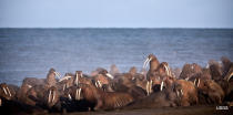 FILE - In this Sept. 2013 photo provided by the United States Geological Survey, Pacific walruses gather to rest on the shores of the Chukchi Sea near the coastal village of Point Lay, Alaska. A lawsuit making its way through federal court in Alaska will decide whether Pacific walruses should be listed as a threatened species, giving them additional protections. Walruses use sea ice for giving birth, nursing and resting between dives for food but the amount of ice over several decades has steadily declined due to climate warming. (Ryan Kingsbery/United States Geological Survey via AP, file)