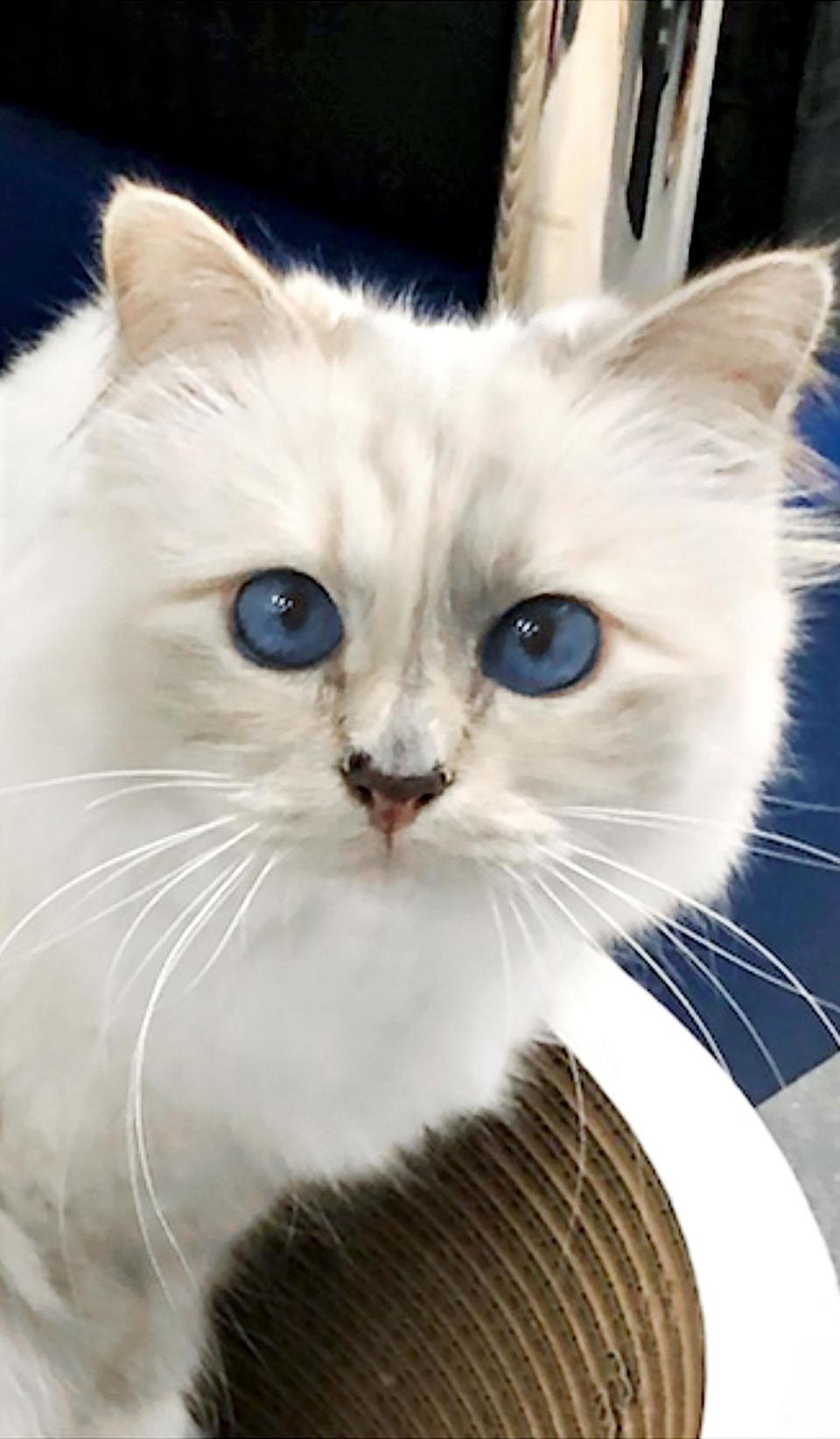 Choupette by Karl Lagerfeld (Choupette by Karl Lagerfeld)