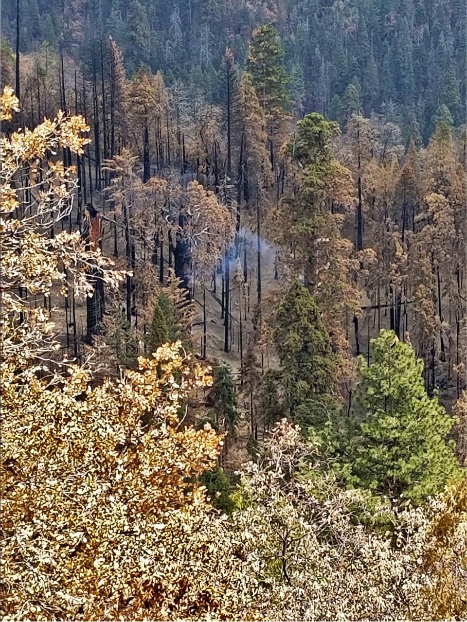 A single burning giant sequoia in Board Camp Grove from the 2020 Castle Fire in the southwestern area of Sequoia National Park. (Tony Caprio / National Park Service)