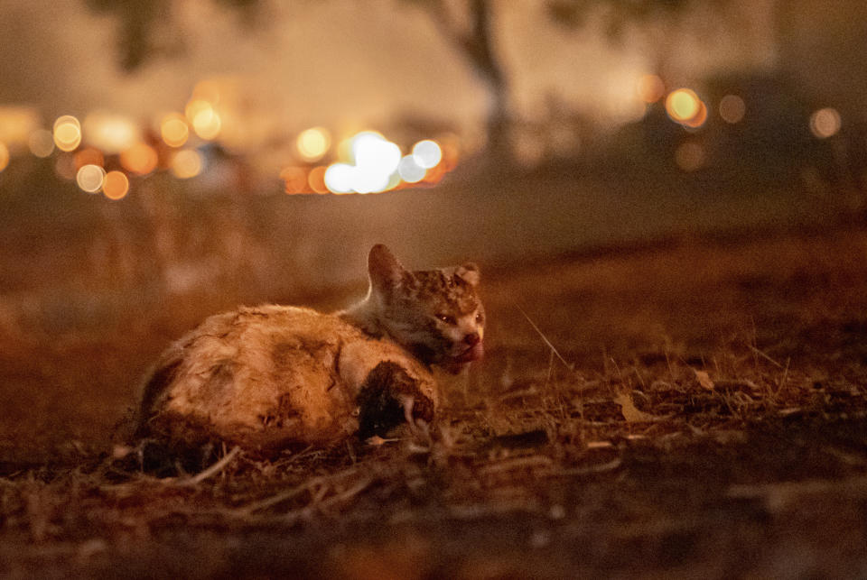 A kitten is burned at the Zogg Fire near Ono, Calif., on Sunday, Sep. 27, 2020. (AP Photo/Ethan Swope)