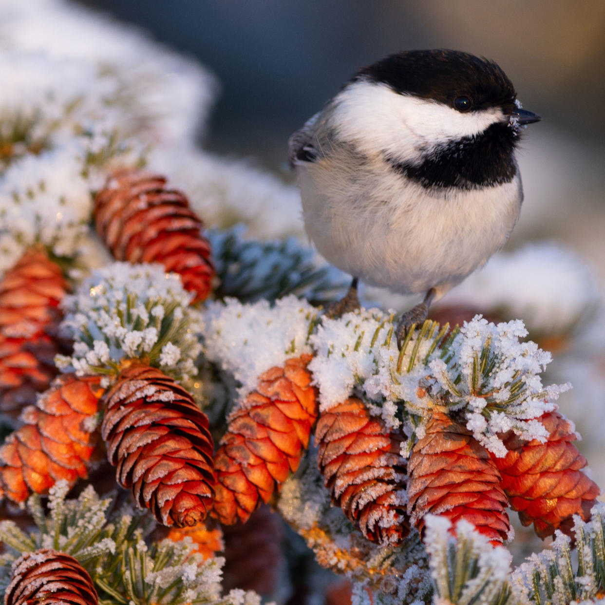  Chickadee sitting on spruce branch covered in snow in winter. 